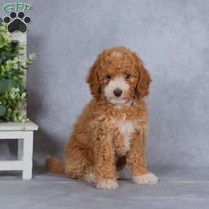 Crimson, Miniature Poodle Puppy